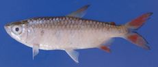 A fish swimming under water

Description automatically generated