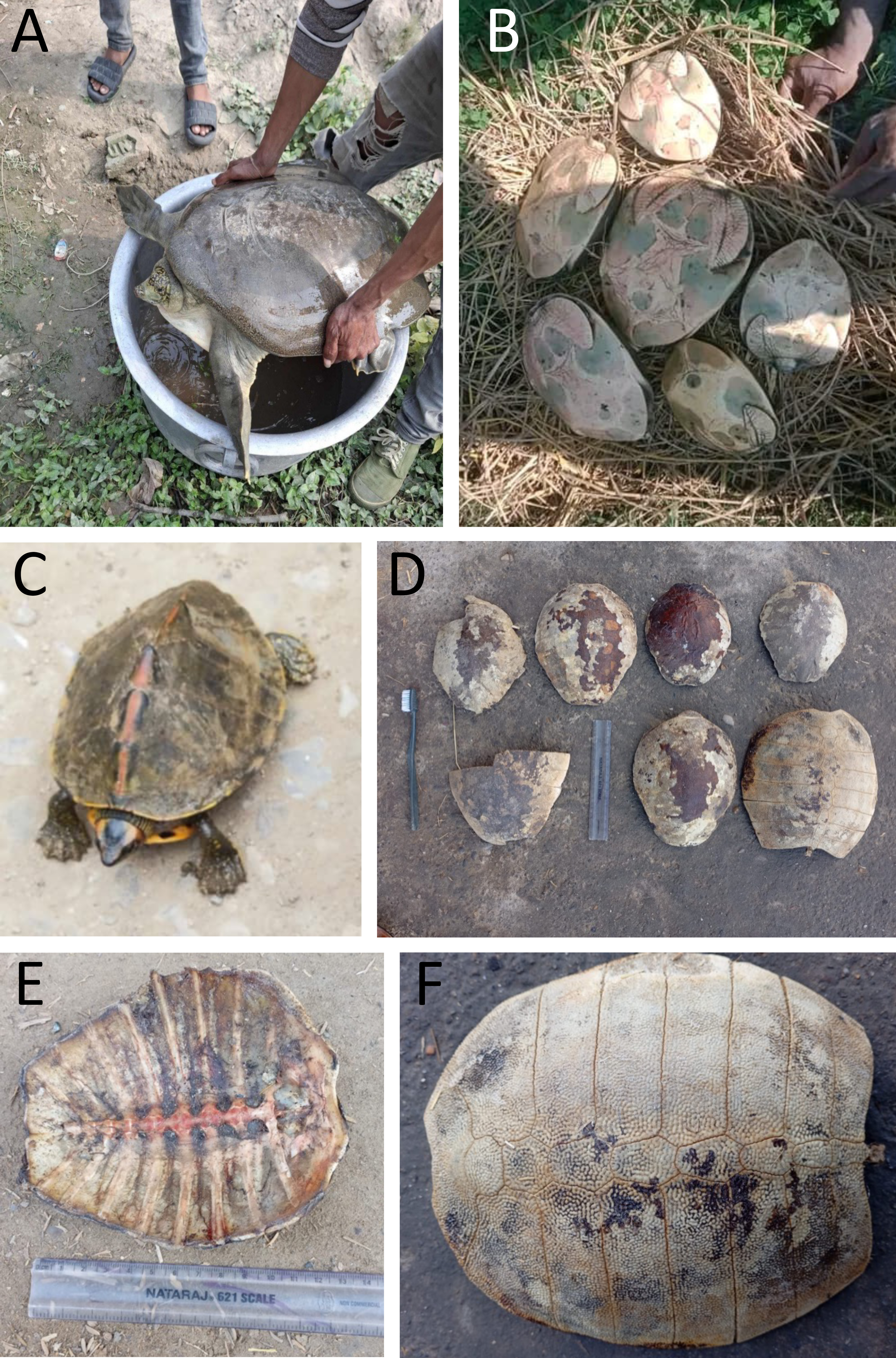 Figure 2 Photographs of various turtle specimens found during the study. A Indian peacock softshell turtle, B Indian flapshell turtles, C Indian roofed turtle, D shells of Indian flapshell turtle, E inner view of a carapace of Indian flapshell turtle, and F outer/dorsal view of a carapace of Indian flapshell turtle. Photographs by Kiran Tharu.