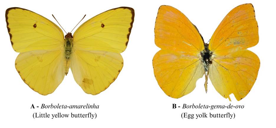 Two bright yellow butterflies: A Phoebis marcelina (Little yellow butterfly) and B Phoebis argante (Egg yolk butterfly). Photographs by Caique Dantas.